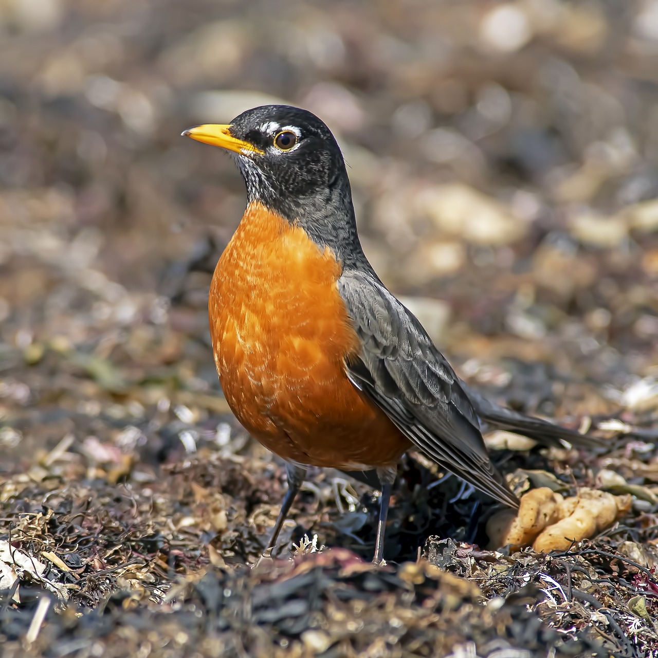 Robin